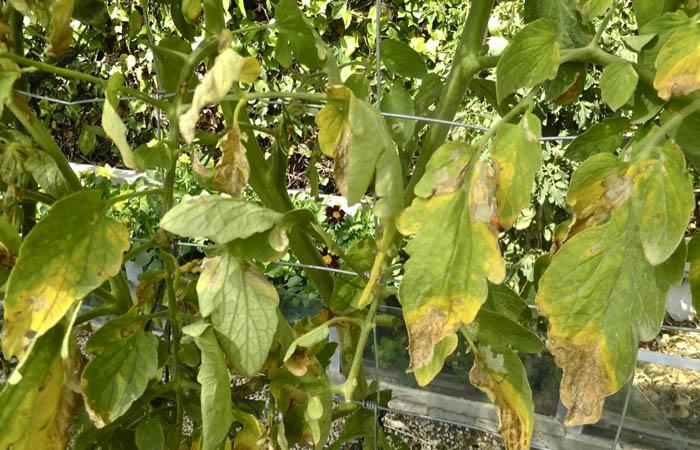 Phytophthora infestans en mildiu