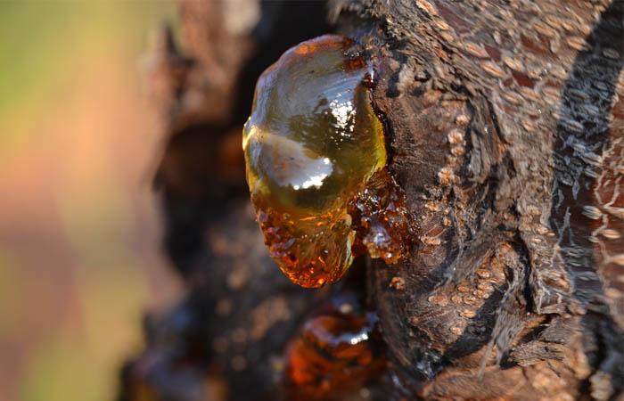 Gomosis causada por Phytophthora