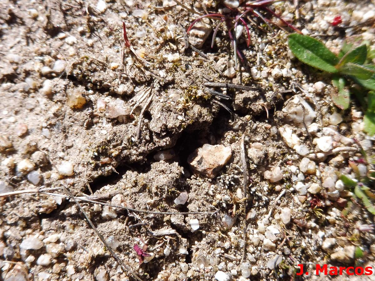 Terfezia claveryi. Crédito: Javier Marcos