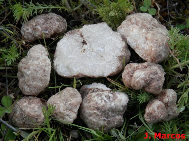 Tuber gennadii. Crédito: Javier Marcos