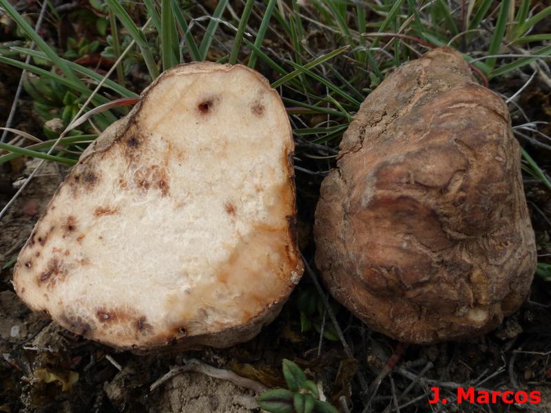 Terfezia claveryi. Crédito: Javier Marcos