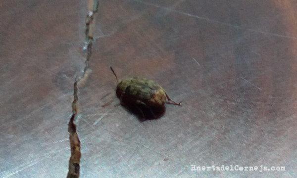 Gorgojo de las judías, adulto