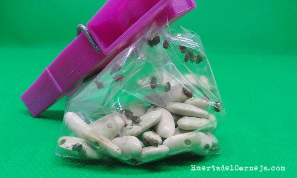 Judías con gorgojos