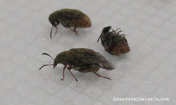 Bajo los élitros tienen alas voladoras