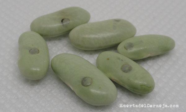 Judías con ventanas infestación por gorgojos