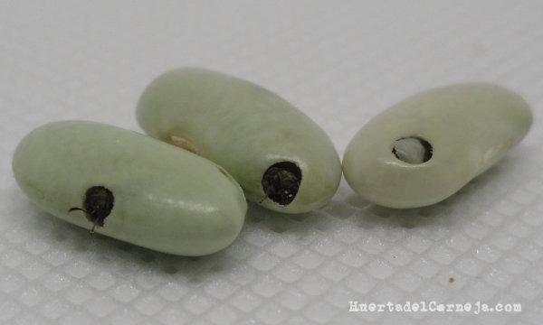 Gorgojos saliendo de las judías