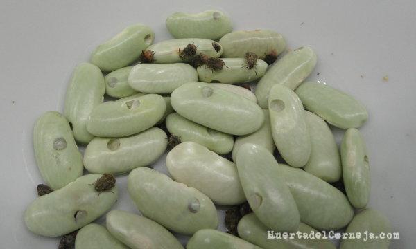 Verdinas agorgojadas