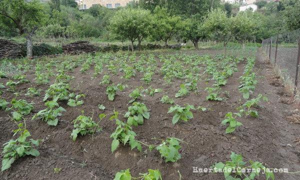 Rotacion de cultivos