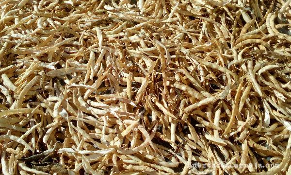 Vainas secándose al sol