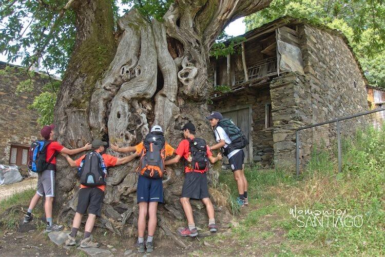 Peregrinos abrazando un arbol