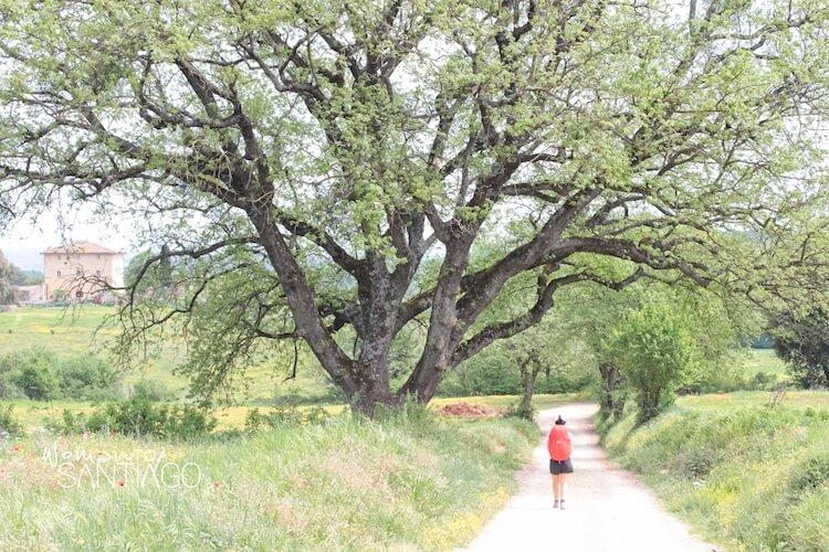 Mujer pasea por el Camino de Santiago