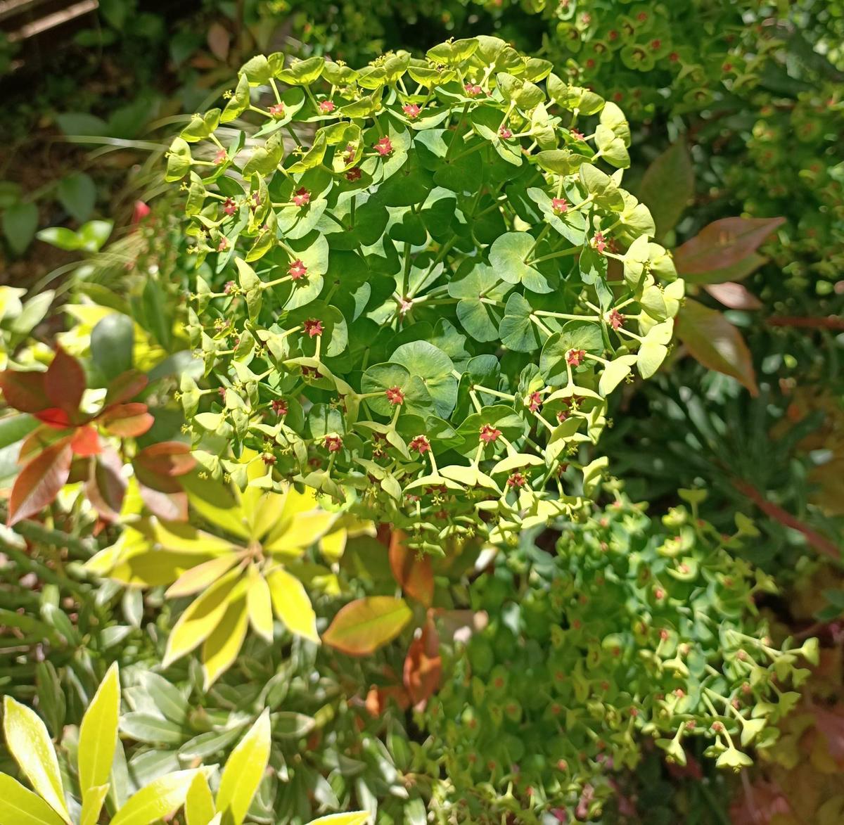 2. Euphorbia characias (2)