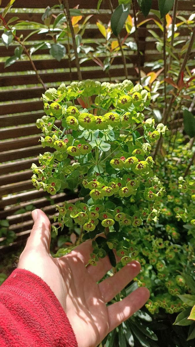 2. Euphorbia characias (1)