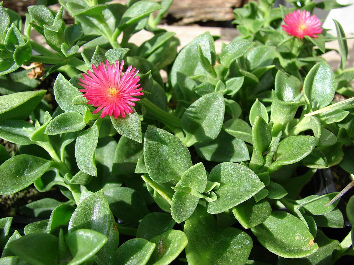 La Aptenia florece durante buena parte del año