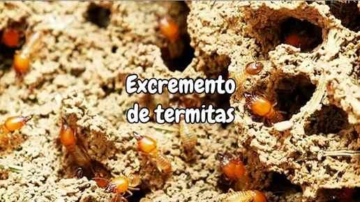 Excremento de termitas