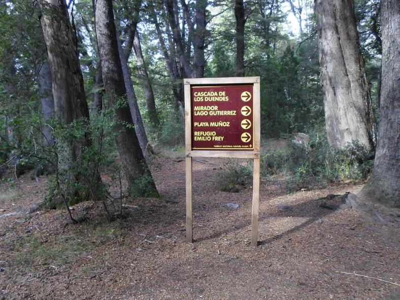 bosque parque nacional nahuel huapi