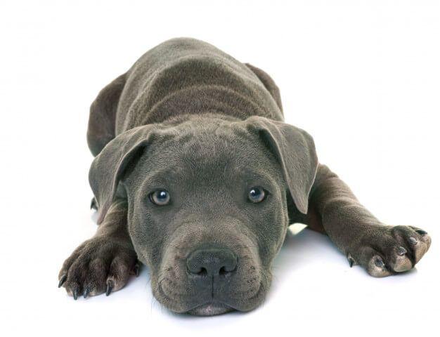pitbull blue cachorro