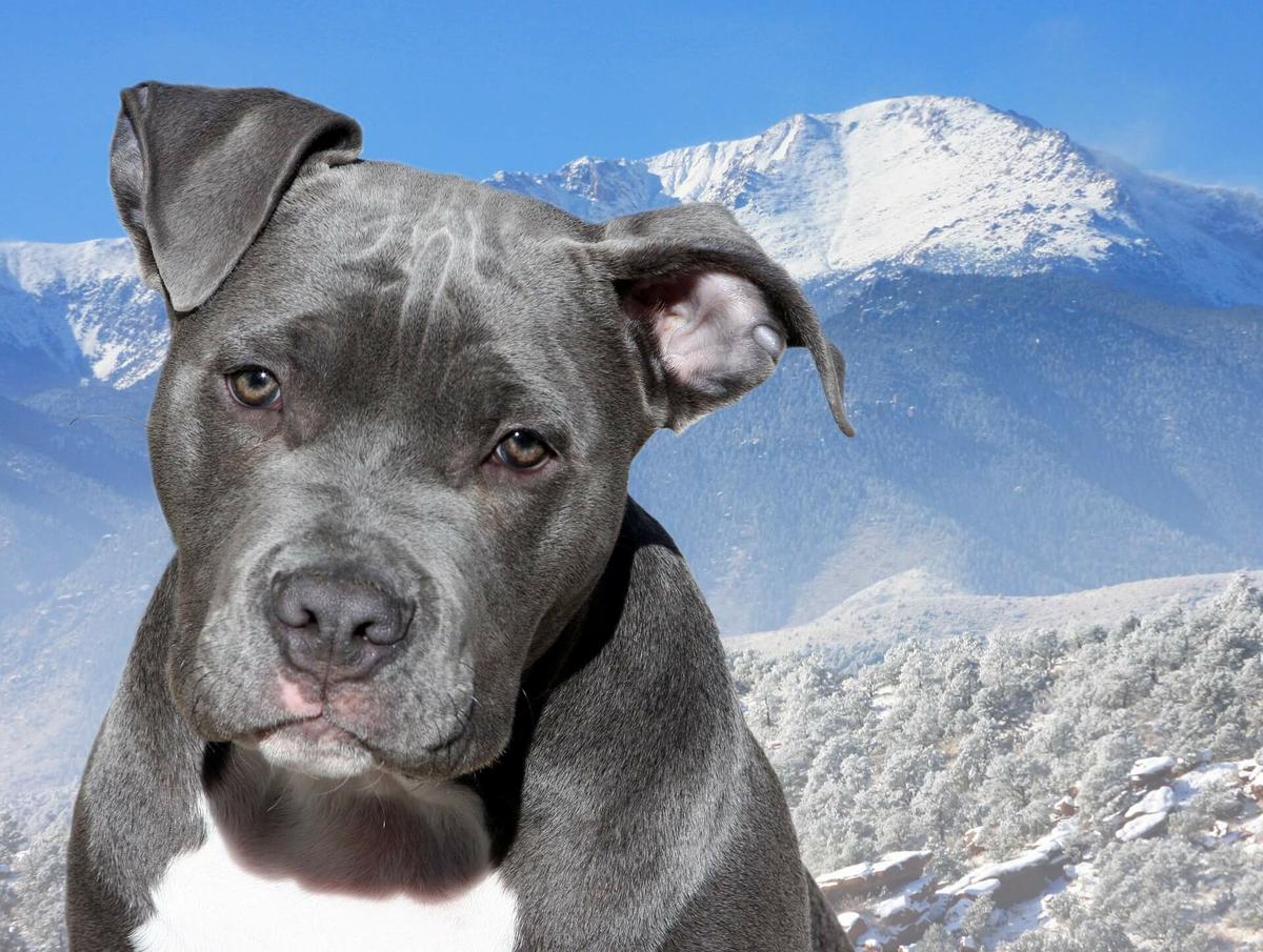 pitbull blue