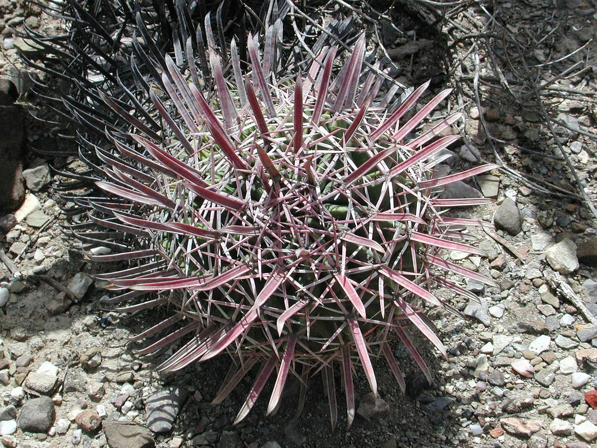 El Ferocactus latispinus es un cactus globular
