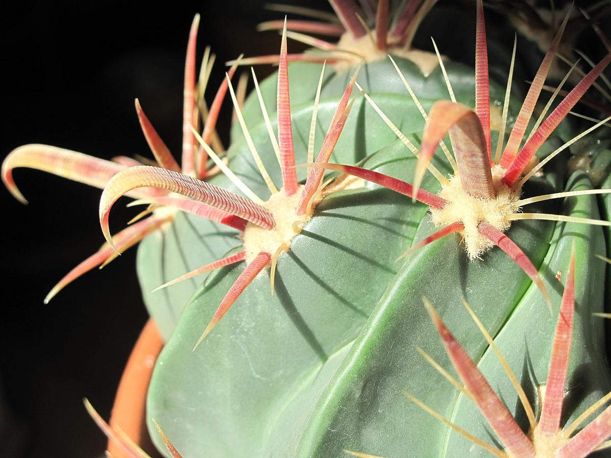 El Ferocactus latispinus es un cactus que tiene espinas muy largas