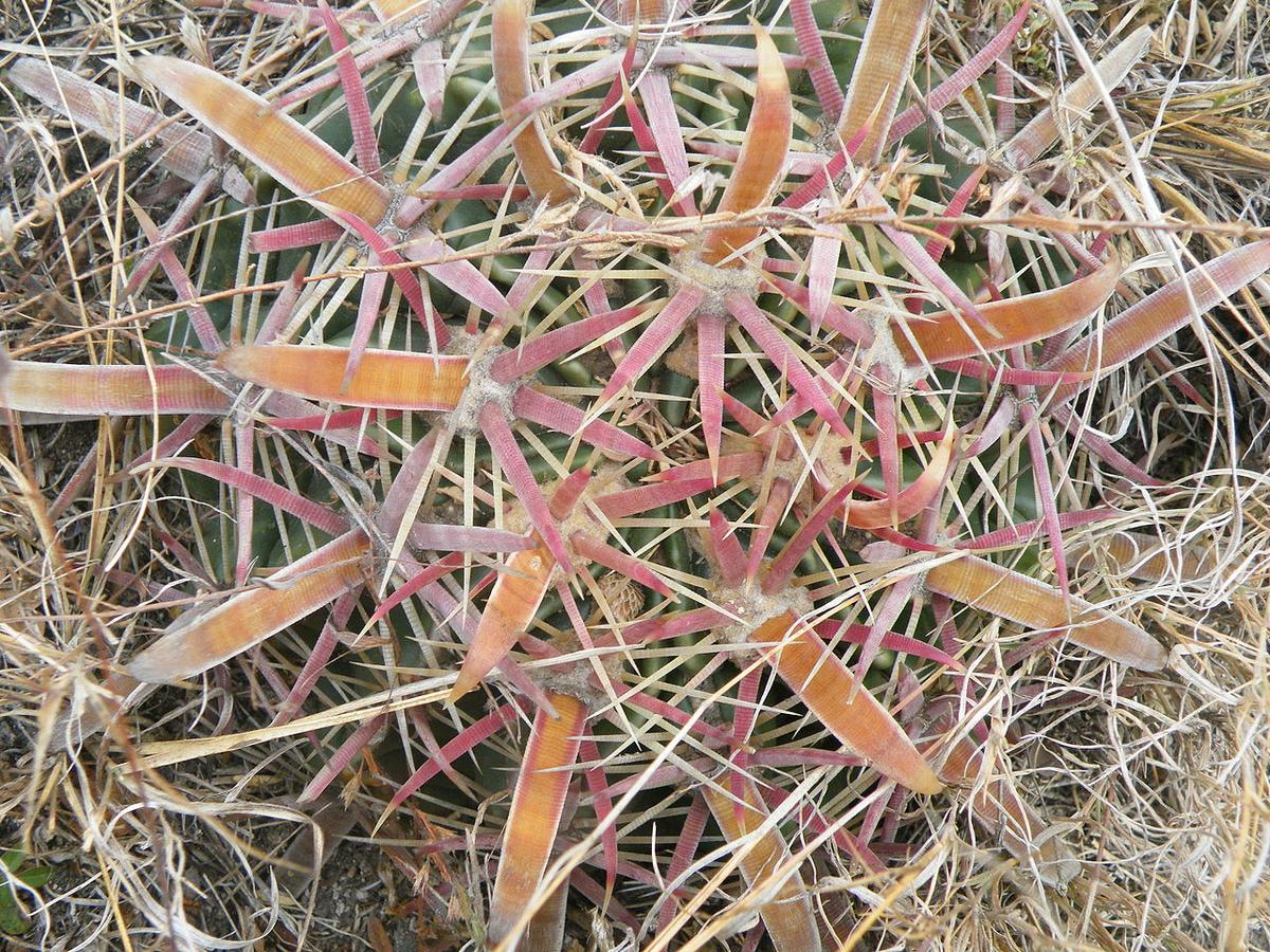 El Ferocactus latispinus es un cactus globular