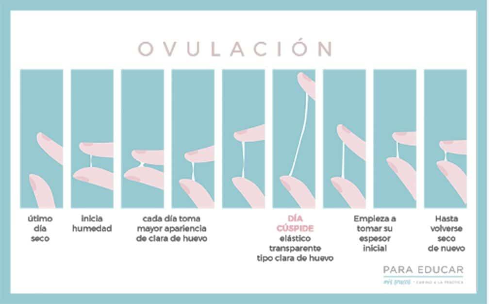 moco cervical evolucion durante el ciclo