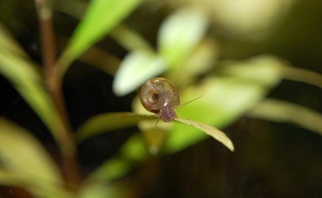 caracoles Ramshorn 