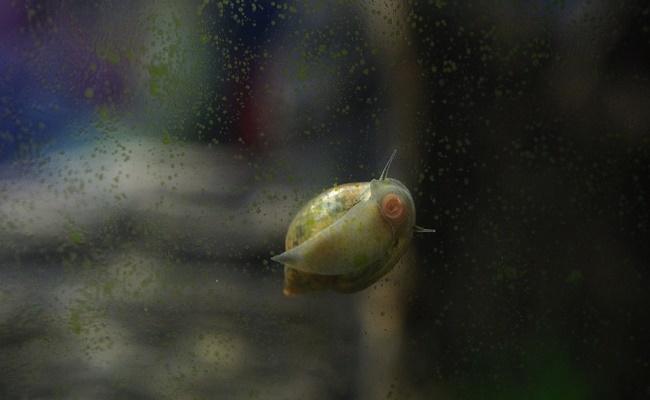 caracoles Ramshorn 