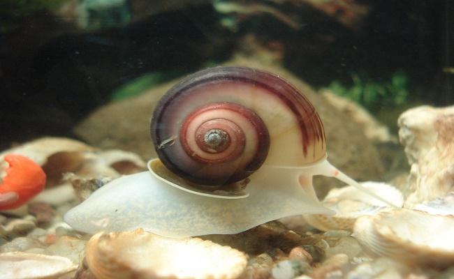 caracoles Ramshorn 