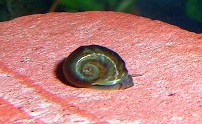 caracoles Ramshorn 