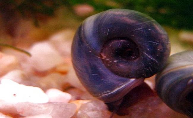 caracoles Ramshorn 