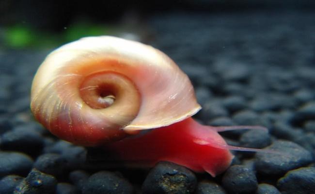 caracoles Ramshorn 