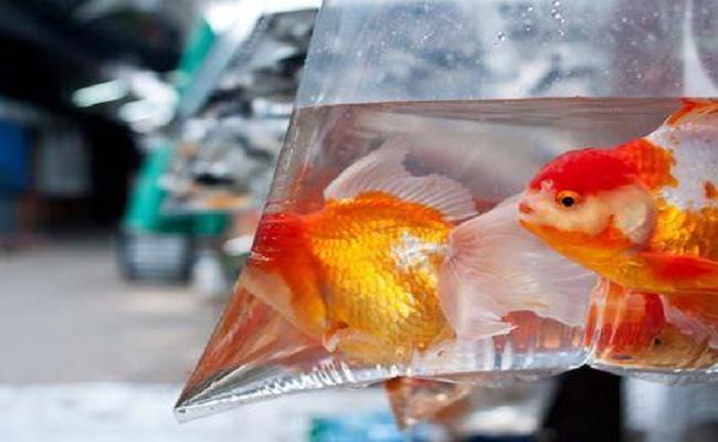 Añadir peces suavemente a un tanque