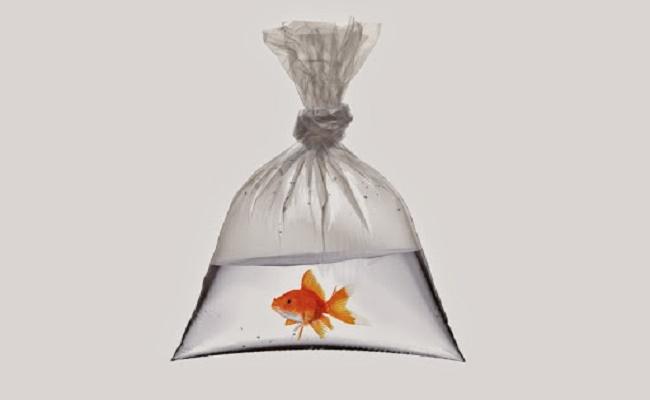 Añadir peces suavemente a un tanque