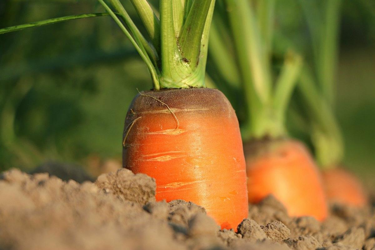 Zanahorias. Riesgos y beneficios. Zanahoria en tierra.