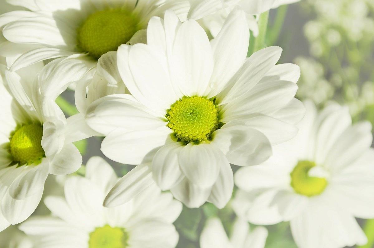 plantas artificiales