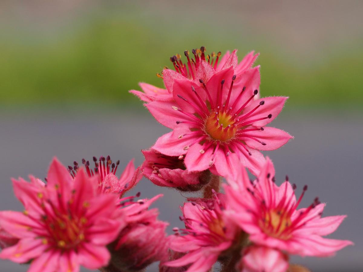 Las flores de la planta araña son rojizas