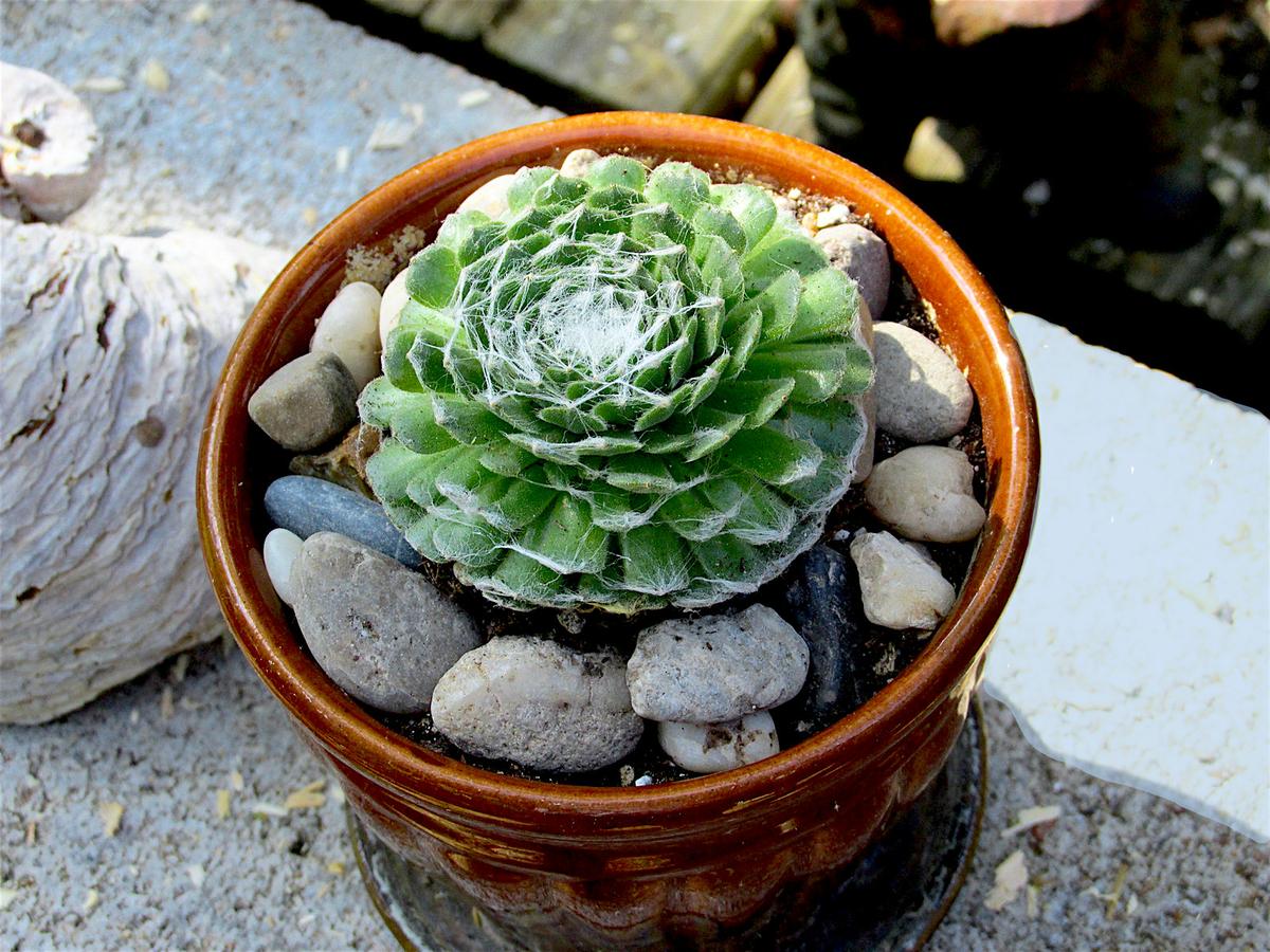 La planta araña se cultiva en macetas