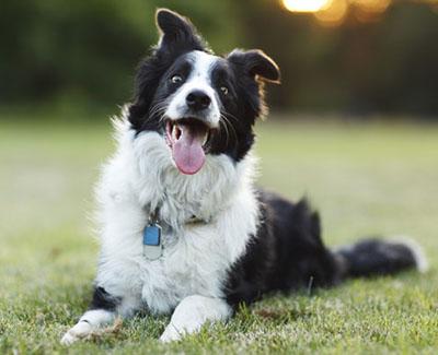 desparasitar perros pastillas