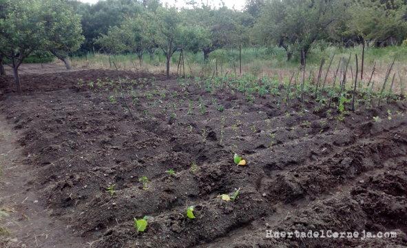 Acelgas, pimientos y berenjenas recién sembradas
