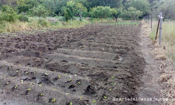 Judías verdes, judías moradas y patatas, sembradas