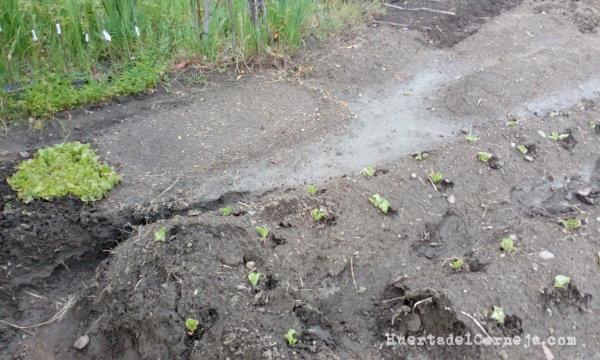Eras y lechugas sembradas