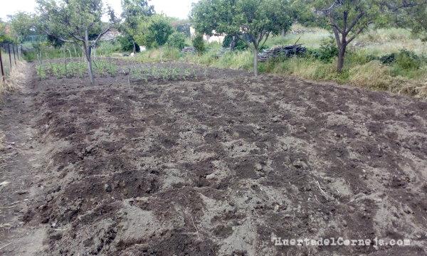 Judiones y judías planchadas sembradas