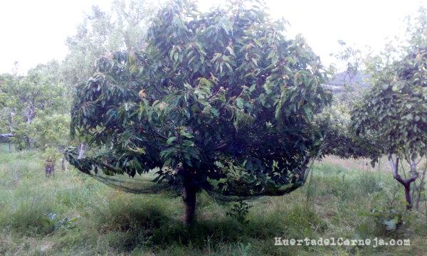 Cerezo cubierto con red