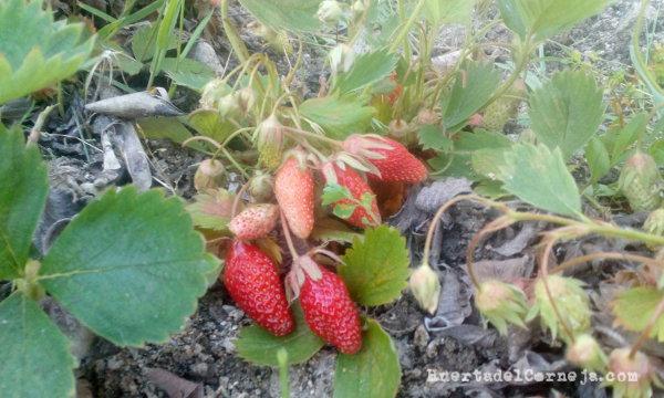 Fresas de Aranjuez