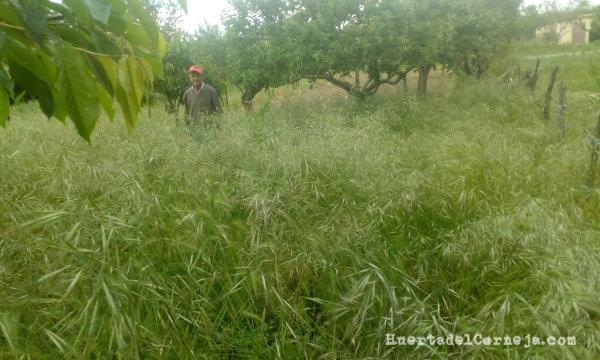 La huerta sin poder atenderla por alarma covid