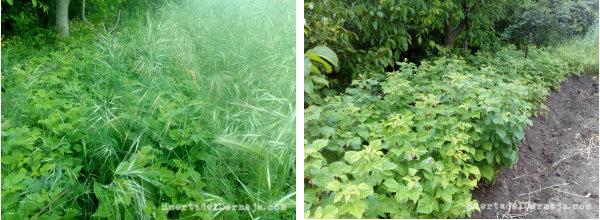 Frambuesas antes y después