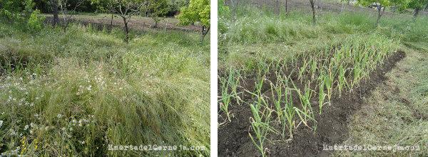 Ajos antes y después