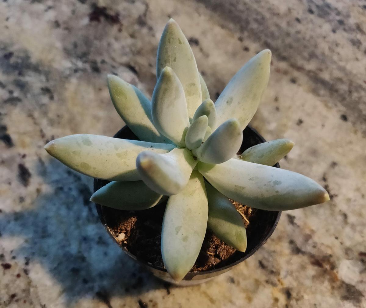 El Pachyphytum bracteosum es una planta pequeña