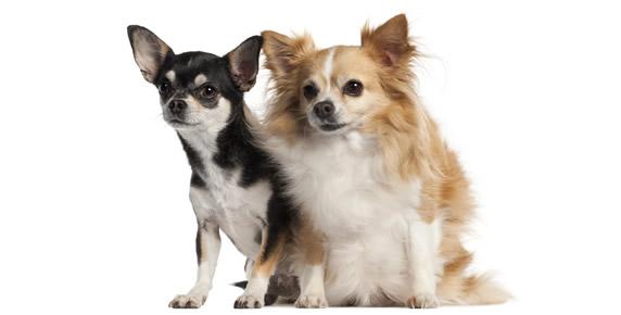 chihuahua-pelo-corto-largo